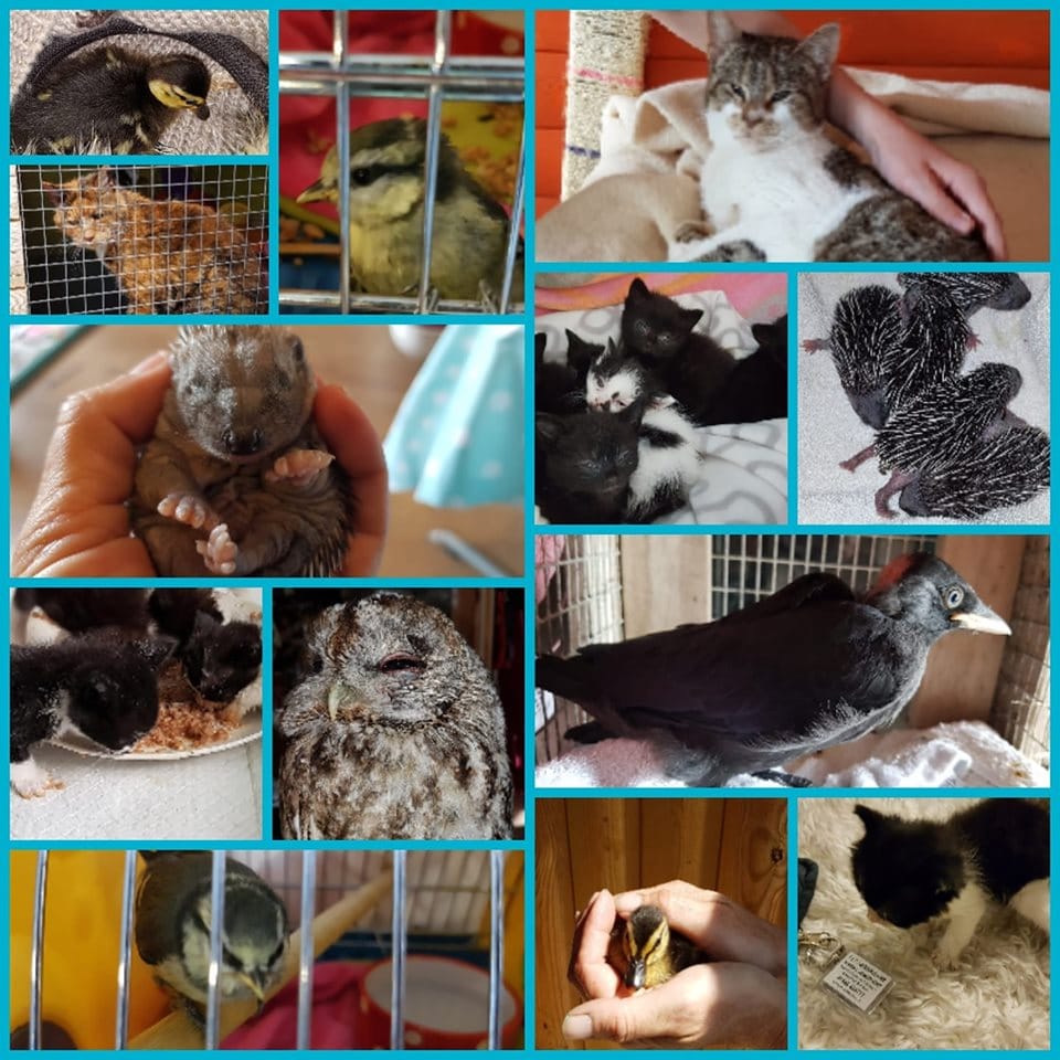 Animals at the Sanctuary in Derbyshire