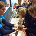 Wildlife Angels at school