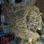 baby tawny owl