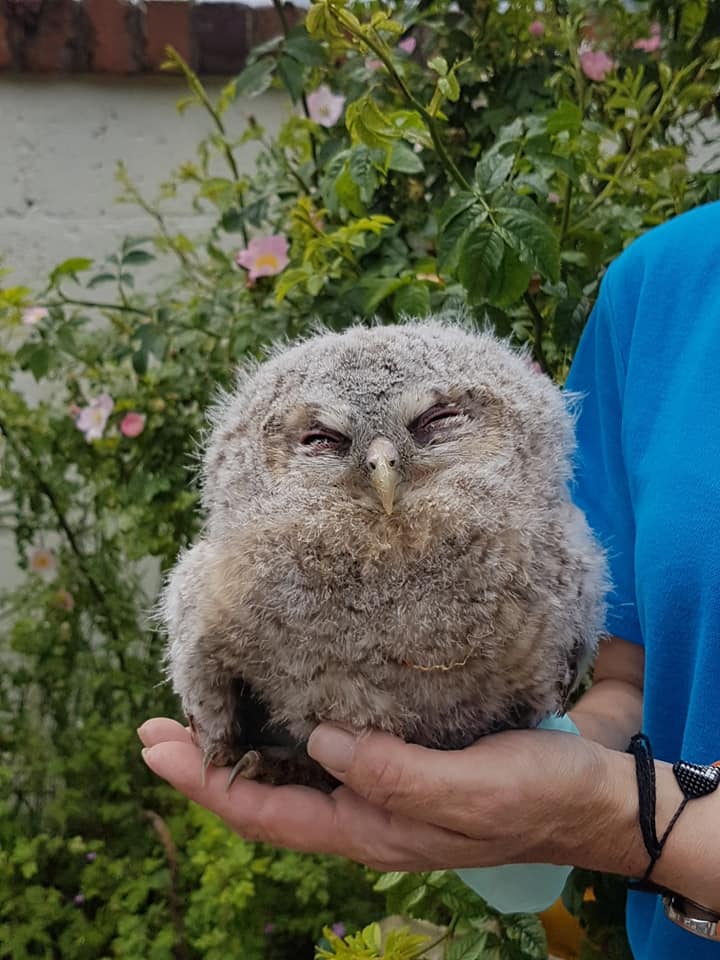 Miracle of baby tawny owl rescued at cemetery - Pet Samaritans