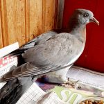 Pigeon that can't fly