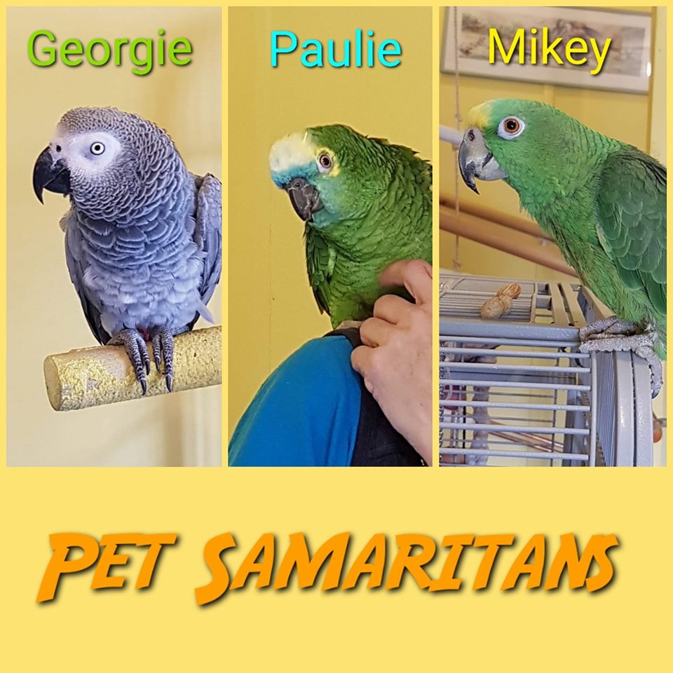 parrots at the pet samaritans