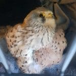 Injured Kestrel