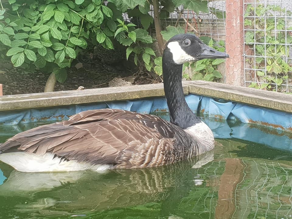 Rescued goose at Wildlife Centre