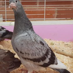 injured pigeon at wildlife rescue