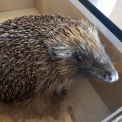British hedgehog rescued by Wildlife Angels