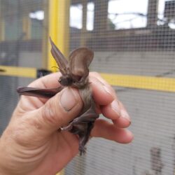 Long eared bat at wildlife rescue