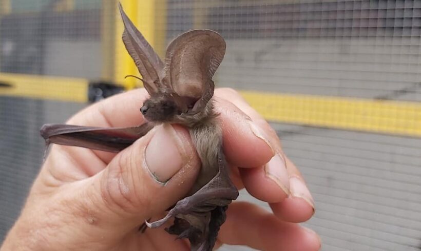 Long eared bat at wildlife hospital