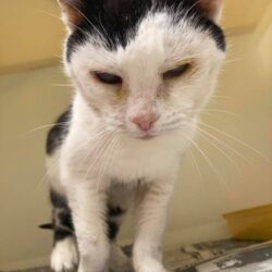 cat help at christmas