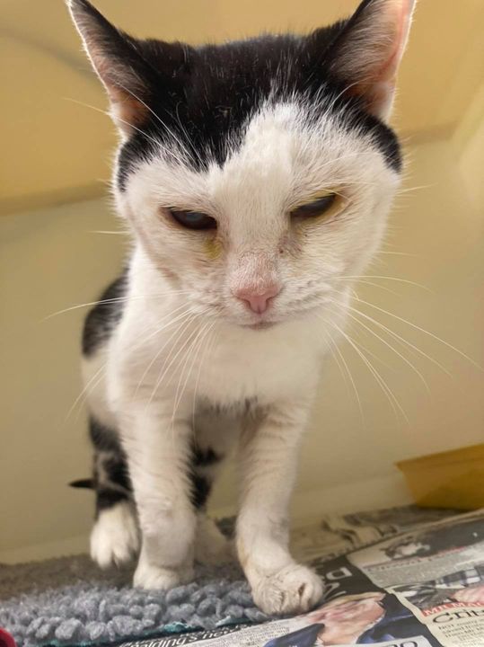 cat help at christmas