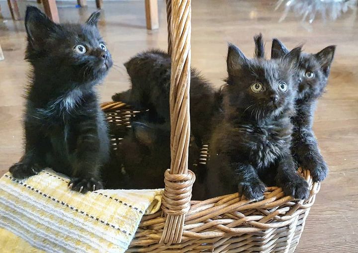 kittens appeal