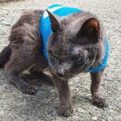 Elsie recovering at the Pet Samaritans