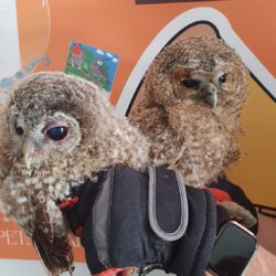 Tinkerbell and Tiger Lilly owls