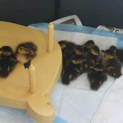 KFC baby ducklings