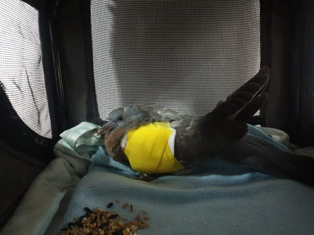 pigeon with bandaged wing