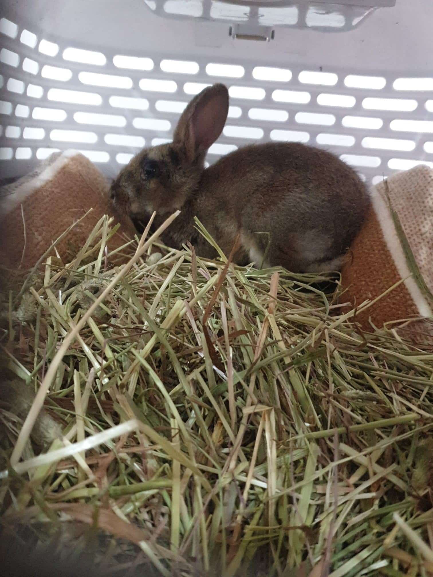 It's a beautiful day at the sanctuary - Pet Samaritans