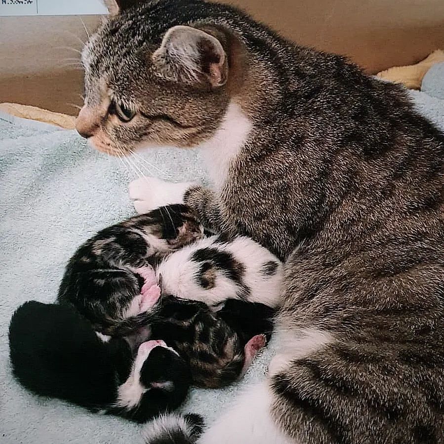 Mia and her kittens Pet Adoptions
