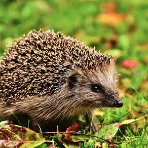 Become a member and join the wildlife angels.