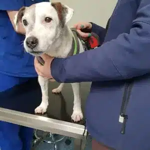 Donate to the animals at the sanctuary.