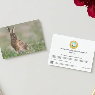 hare card