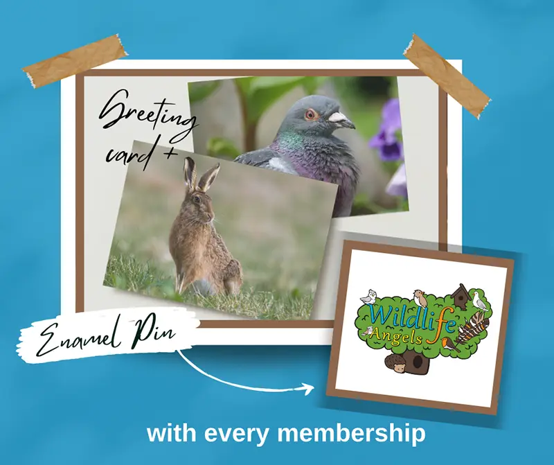 Wildlife Angels membership