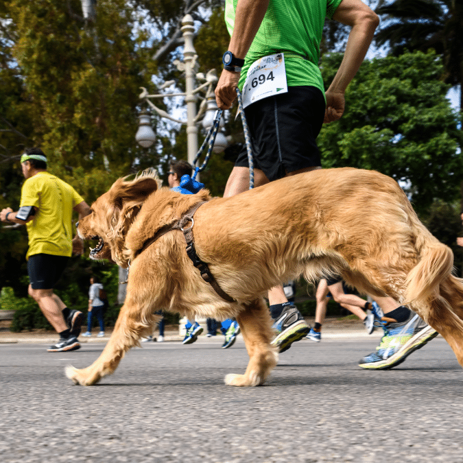 Endurance challenges for the animals