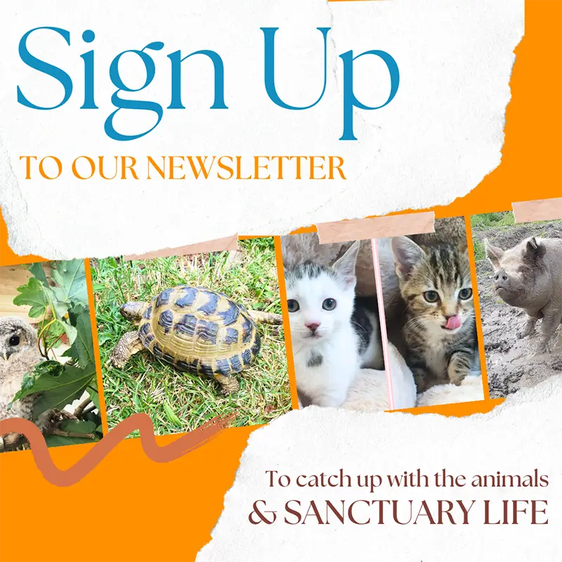 Animal Sanctuary newsletter